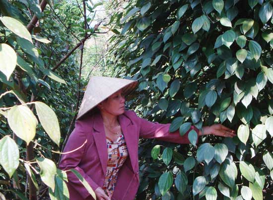 Phụ nữ Đắk Nông làm theo Bác bằng những việc cụ thể
